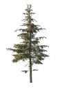 Isolated Spruce tree on white background Royalty Free Stock Photo