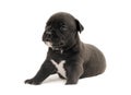 Isolated Staffordshire terrier one-month puppy dog. Young puppy dog sitting. Puppy dog looking with puppy dog eyes. One month Royalty Free Stock Photo