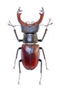 Isolated stag-beetle