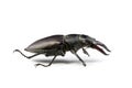 Isolated Stag Beetle Royalty Free Stock Photo