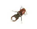 Isolated stag-beetle on white Royalty Free Stock Photo