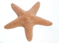 Isolated Starfish Royalty Free Stock Photo