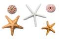 Isolated Starfish Royalty Free Stock Photo