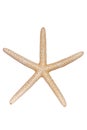 Isolated starfish Royalty Free Stock Photo