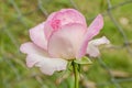 Pale Pink Hybrid Tea Rose Royalty Free Stock Photo