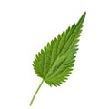Isolated stinging nettle leaf floating on a transparent background Royalty Free Stock Photo