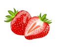 Isolated strawberry sliced and whole one close up hand drawing