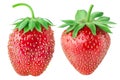 Isolated strawberry. Two different type of whole strawberry fruits isolated on white background with clipping path. Royalty Free Stock Photo