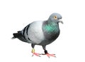 Isolated street pigeon Royalty Free Stock Photo