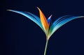 Isolated Strelitzia - Bird of Paradise Flower on Black Background. Royalty Free Stock Photo