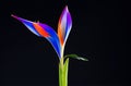 Isolated Strelitzia - Bird of Paradise Flower on Black Background. Royalty Free Stock Photo