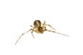 Isolated stretching macro spider Royalty Free Stock Photo