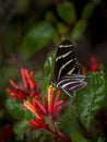 Close up of a Zebra Butterfly on a Red Flower