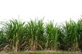 isolated sugar cane field on white background Royalty Free Stock Photo