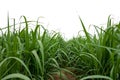 Isolated sugar cane on white background Royalty Free Stock Photo