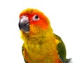 Isolated sun conure bird