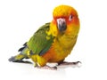 Isolated sun conure bird