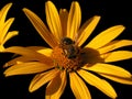 Isolated sunflower artichoke with a bee on it on black background Royalty Free Stock Photo