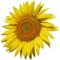 Isolated sunflower closeup Royalty Free Stock Photo