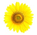 Isolated sunflower closeup. Royalty Free Stock Photo