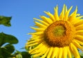 Isolated Sunflower with Copy Space. Helianthus or sunflower with sunflower field and blue sky. Royalty Free Stock Photo
