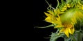 Closeup sunflower isolated over a black background