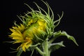 Closeup sunflower isolated over a black background