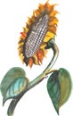 Isolated sunflower flower closeup, watercolour. Royalty Free Stock Photo