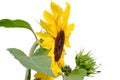 Isolated sunflower with a fresh yellow bloom and some green leafs Royalty Free Stock Photo