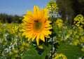 Single sunflower in full bloom with a bee Royalty Free Stock Photo