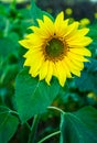 Single sunflower in full bloom with green leaves Royalty Free Stock Photo