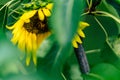 Isolated Sunflower in Garden With Blurred Background and Free Space for Text - Sunny Autumn Day Royalty Free Stock Photo