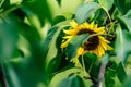 Isolated Sunflower in Garden With Blurred Background and Free Space for Text - Sunny Autumn Day Royalty Free Stock Photo