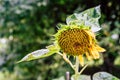 Isolated Sunflower in Garden With Blurred Background and Free Space for Text - Sunny Autumn Day Royalty Free Stock Photo