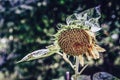 Isolated Sunflower in Garden With Blurred Background and Free Space for Text - Sunny Autumn Day, Abstract, Floral Background Royalty Free Stock Photo
