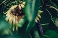 Isolated Sunflower in Garden With Blurred Background and Free Space for Text - Sunny Autumn Day, Abstract, Floral Background Royalty Free Stock Photo