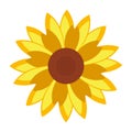 Isolated sunflower image