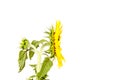 Isolated sunflower profile Royalty Free Stock Photo