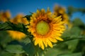 Isolated sunflowers under the early morning sun