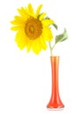 Isolated sunflower vase Royalty Free Stock Photo