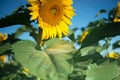 Isolated sunflowers in early summer morning