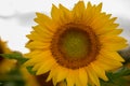 Isolated sunflowers in full bloom