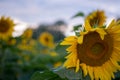 Isolated sunflowers in full bloom