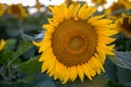 Isolated sunflowers in full bloom