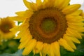 Isolated sunflowers in full bloom