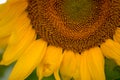 Isolated sunflowers in full bloom