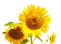 Isolated sunflowers