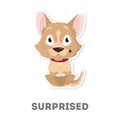 Isolated surprised dog.