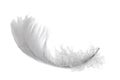 Isolated swan feather Royalty Free Stock Photo