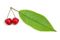 Isolated sweet cherries.